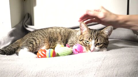 Kitten Moves to Sit More Comfortably