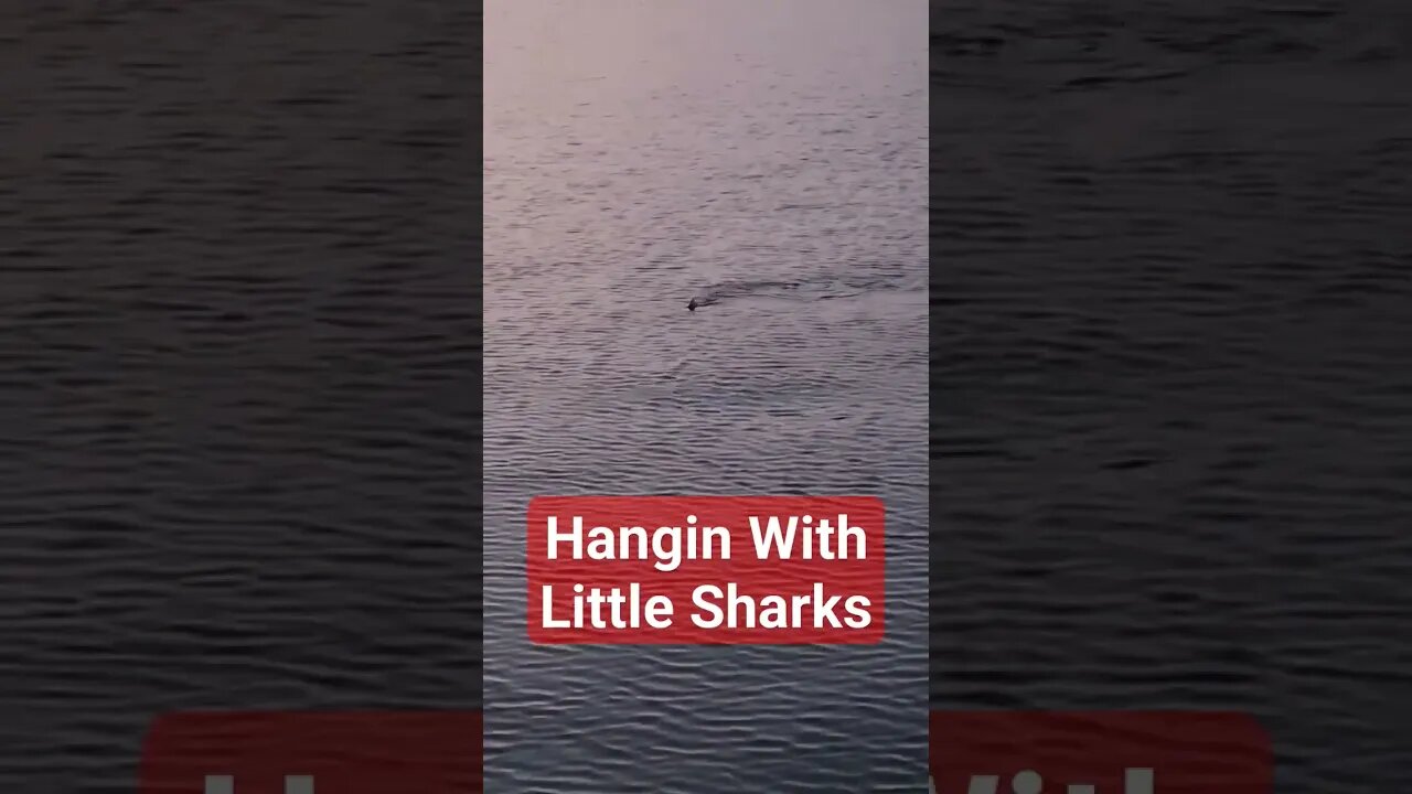 Dog Sharks here in Poulsbo, wa entertaining us at night! #shorts #sailboatlife #shark