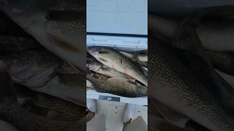 6 man limit of Lake Erie Walleye! 28" Fish Ohio's! lots of big fish!