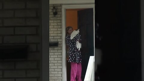Snow Flakey Flake #shorts #cat #cats #catlover #catvideos #catlovers #kitty #kittycat #sister #cute
