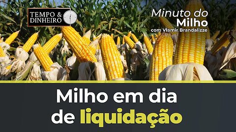 Milho em dia de liquidação