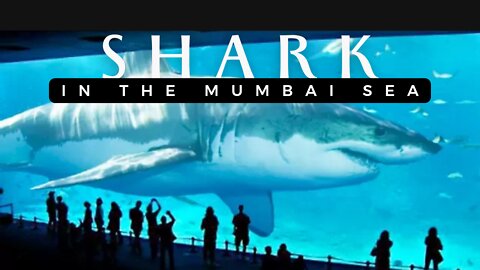 Shark In The Mumbai Sea