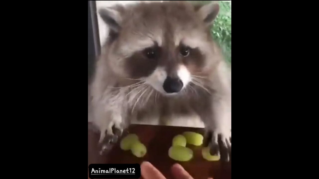 Raccoon_ _don_t touch my grapes_ funny video _(480P).mp4