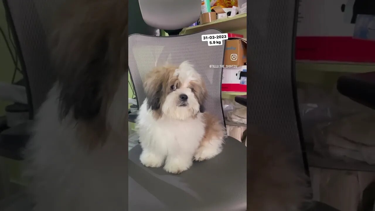 #dog #shorts #fun #doglover #cute #shihtzu #reels #funny #ytshorts #youtubeshorts #trending #youtube