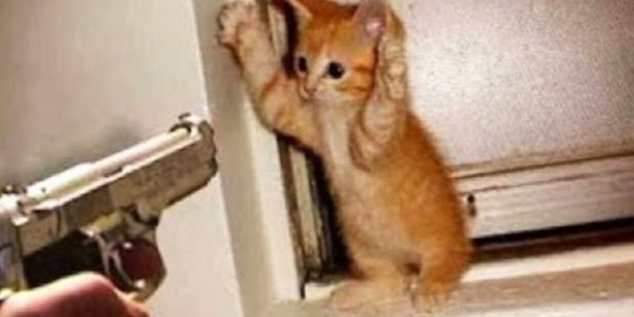 OMG 😬 funny cats
