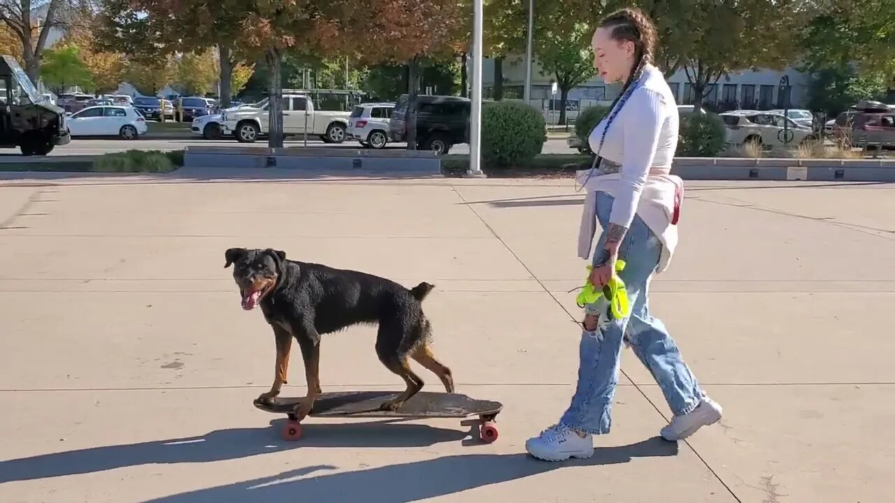 Rottweiler Loves His Longboard | Skateboarding Dog | IrnieracingNews