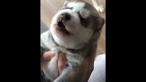 Cute puppy husky howls for the first time <3