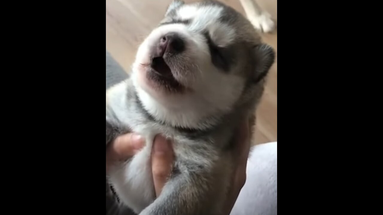 Cute puppy husky howls for the first time <3