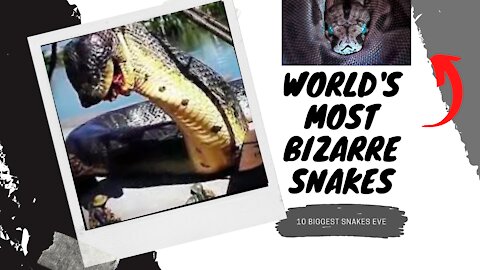 10 Biggest Snakes Ever Discovered