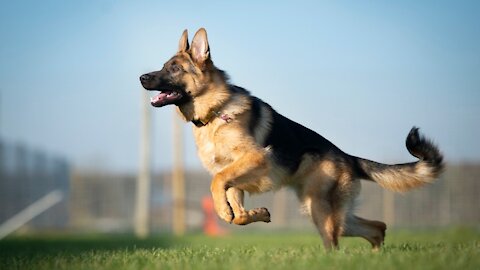 German Shepherd Attacks Pitbull [OFF LEASH DOG PARK]