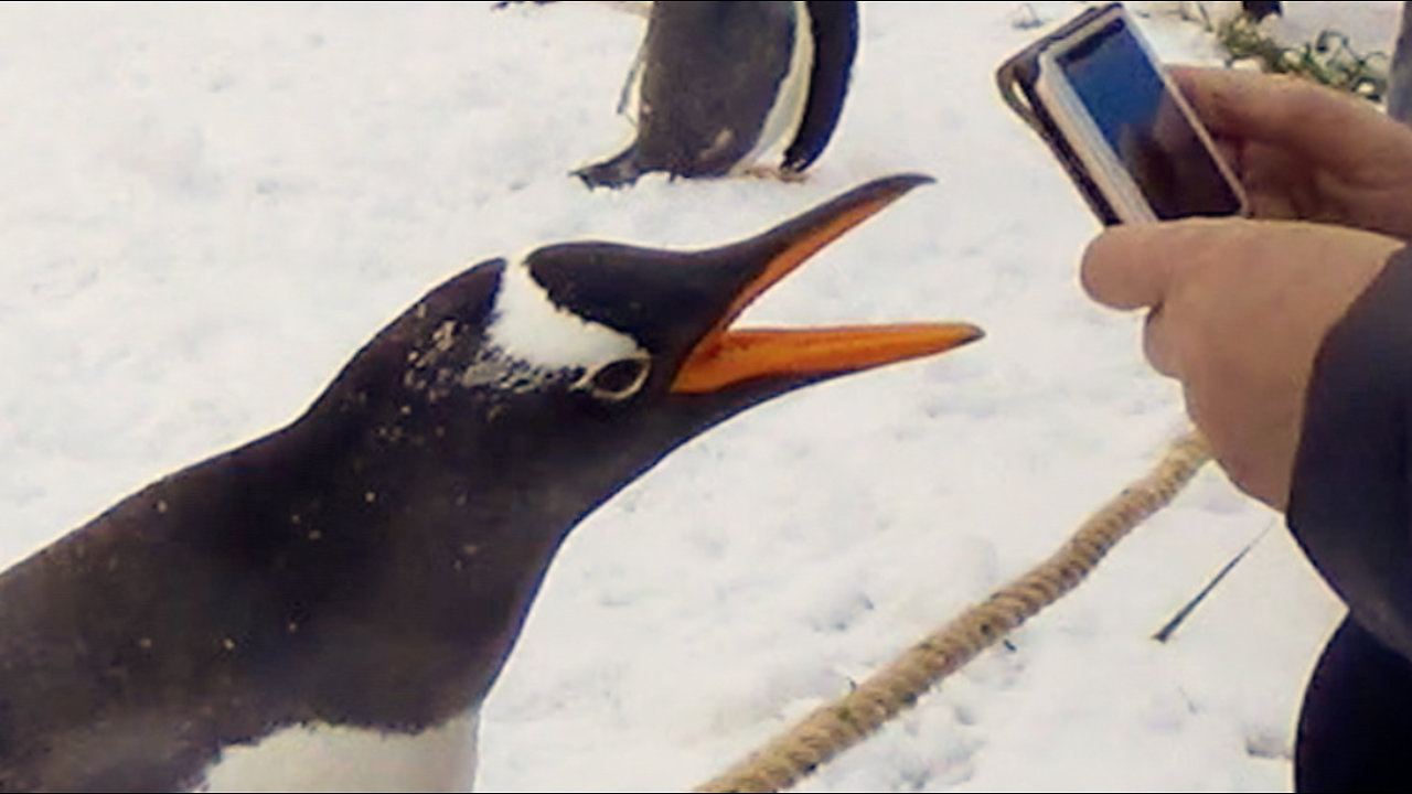 Naughty penguin bites trainer and runs away