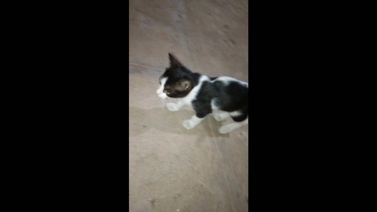 My little TIGER looking me while i captured his pic