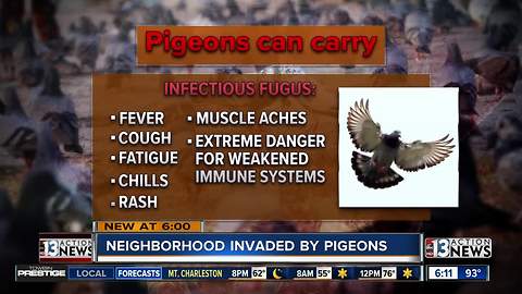 Pigeon problems plague Las Vegas neighborhood as officials mull anti-pigeon ordinance