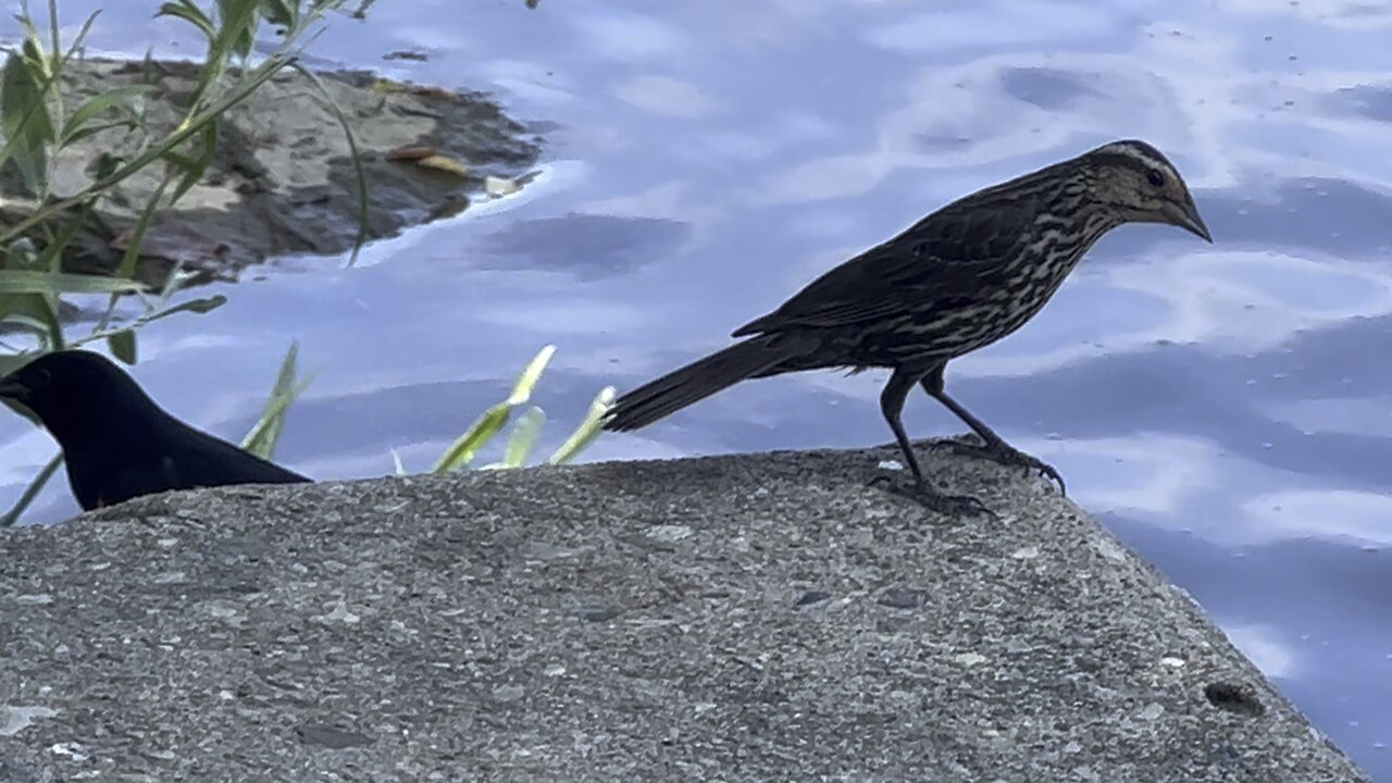 Feeding fledgling