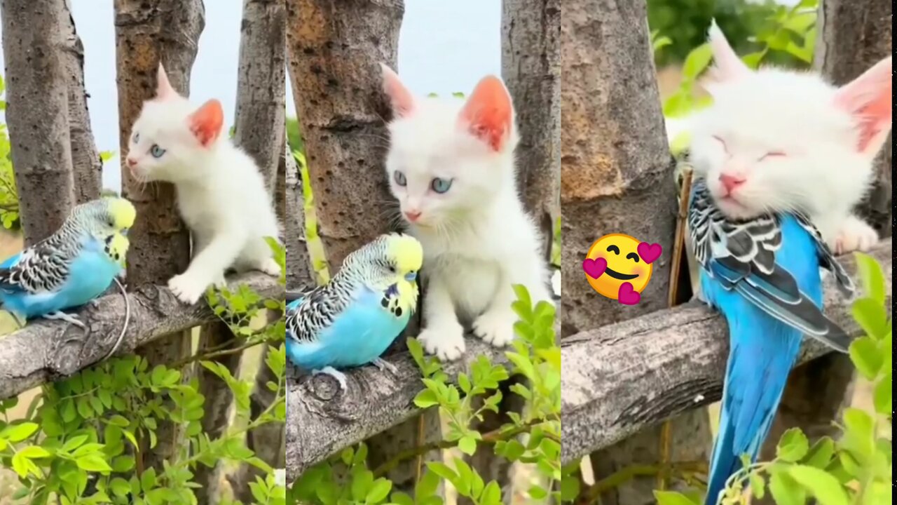 Cute bird with a beautiful white cat🥰🥰