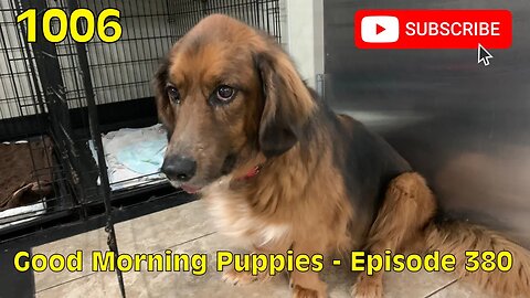 [1006] GOOD MORNING PUPPIES - EPISODE 380 [#dogs #doggos #doggos #puppies #dogdaycare]