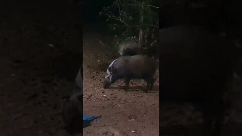 Porcupine and Bushpig eating together #natureconservation #wildanimals