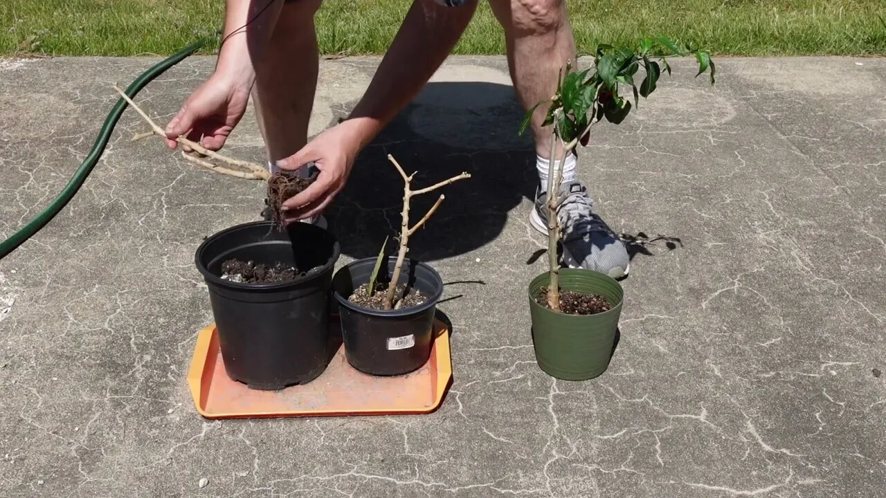 Overwintering pepper update