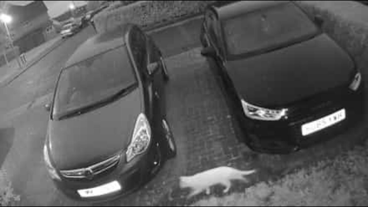 Ghostly apparition of cat seen on security camera