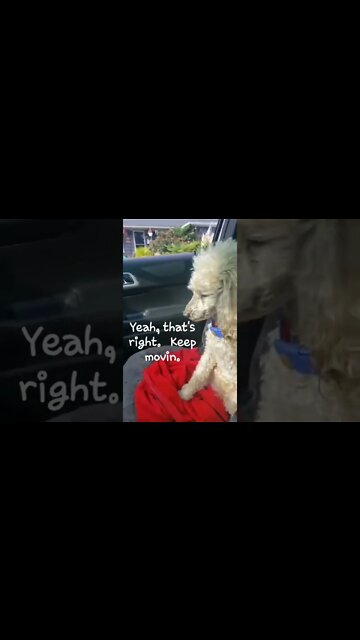 #youmadbro #bigmad 15 yo and still got it. #poodle #poodlelover #poodlelife #toypoodle #poodlepuppy