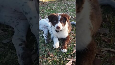 CHEEKY Bear ! 😂🐕 #3smellykids #bordercollie #puppies #farmlife