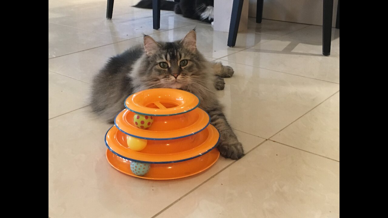 Maine Coons Playing with Cat Toys! Part 2!