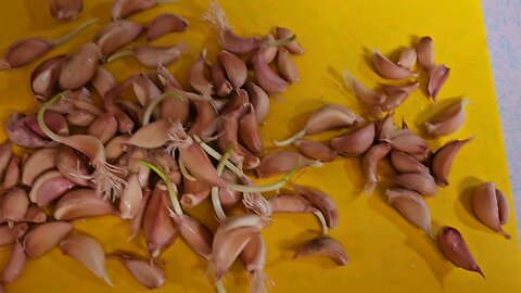 Winter is coming! Gregarious Garlic and last chance plants in the garden.