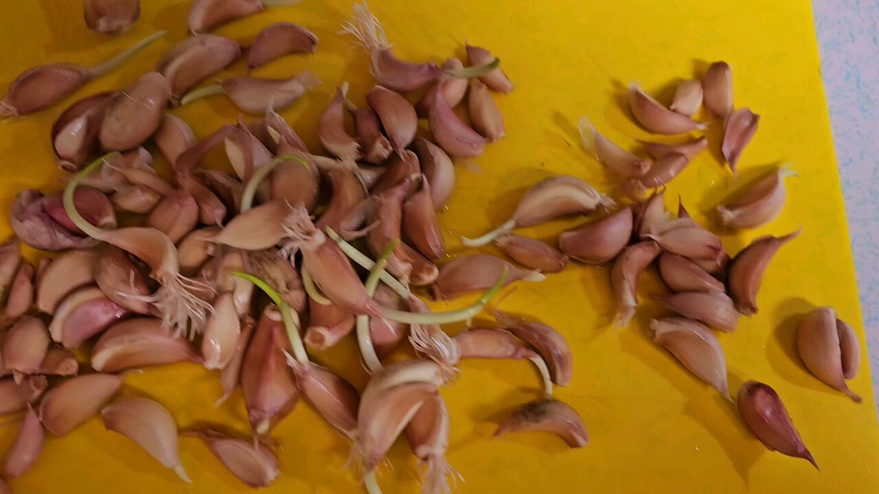 Winter is coming! Gregarious Garlic and last chance plants in the garden.