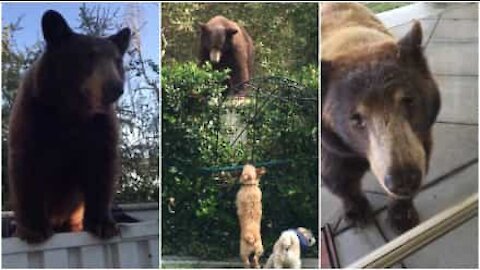 Famiglia di orsi fa visita alla stessa casa ogni anno