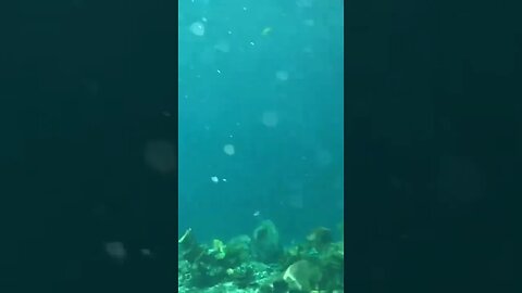 UNDERWATER! Cenote Xlacah in Mérida, Mexico #cenote #xlacah #dzibilchaltun #shorts