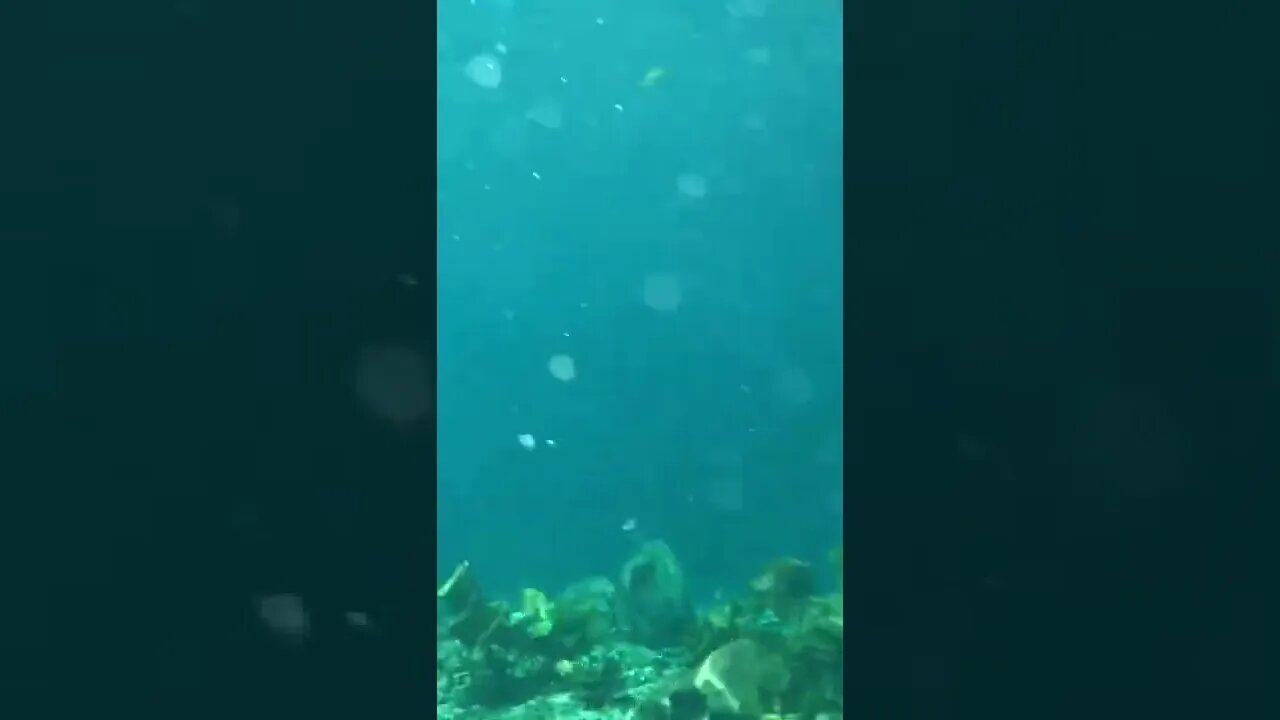 UNDERWATER! Cenote Xlacah in Mérida, Mexico #cenote #xlacah #dzibilchaltun #shorts