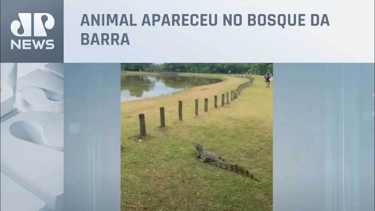 Jacaré-do-papo-amarelo ‘invade’ piquenique de amigos no Rio de Janeiro