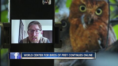 World Center for Birds of Prey moves to online demonstrations