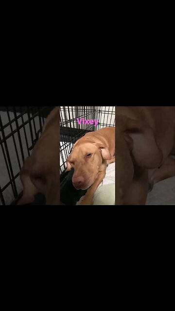 [#Shorts 0197] VIXEY [#dogs #doggos #doggies #puppies #dogdaycare #shorts]