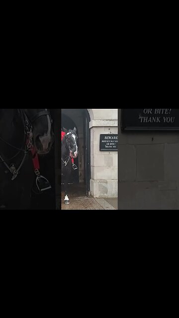 They are aware now lol #horseguardsparade