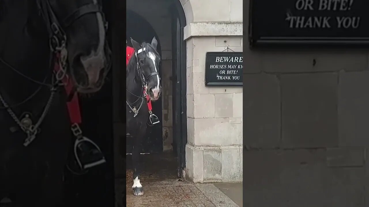 They are aware now lol #horseguardsparade