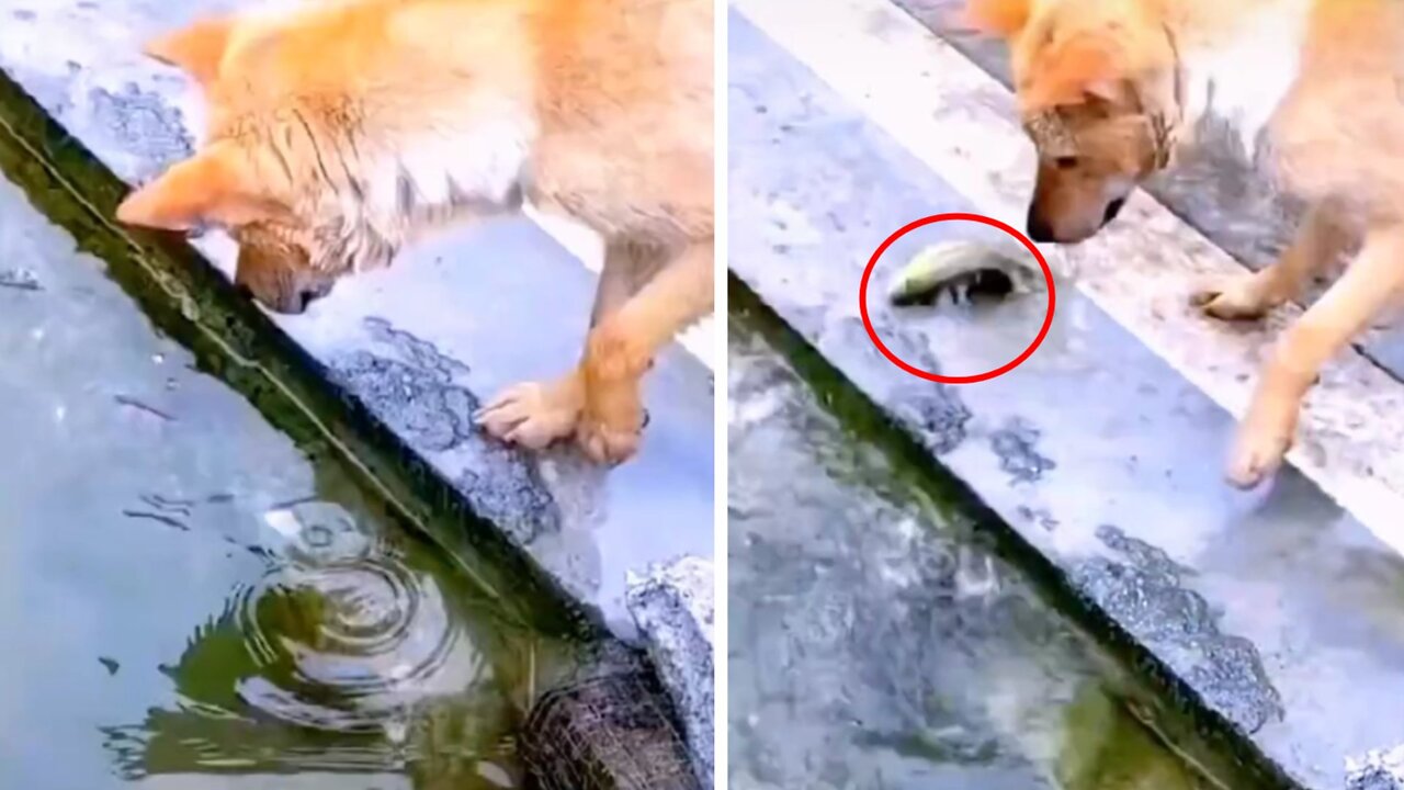 Very smart dog very good at catching fish