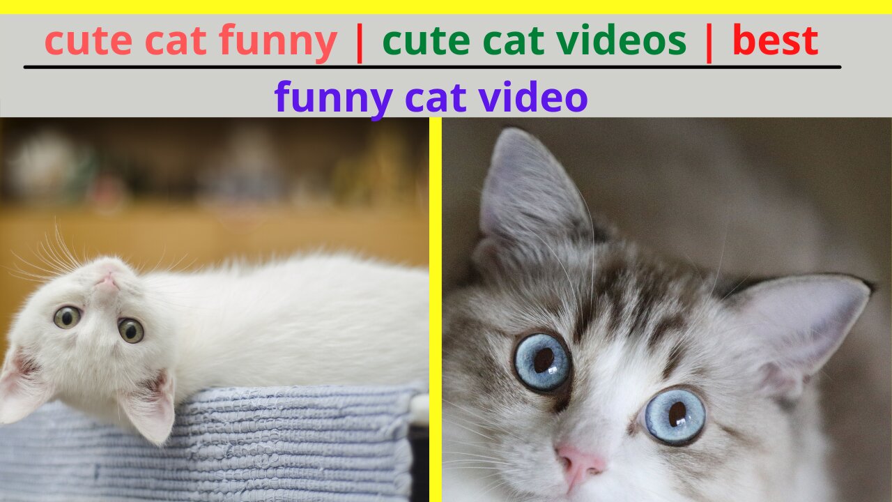 cute cat funny | cute cat videos | best funny cat video | funny cat pets 2022