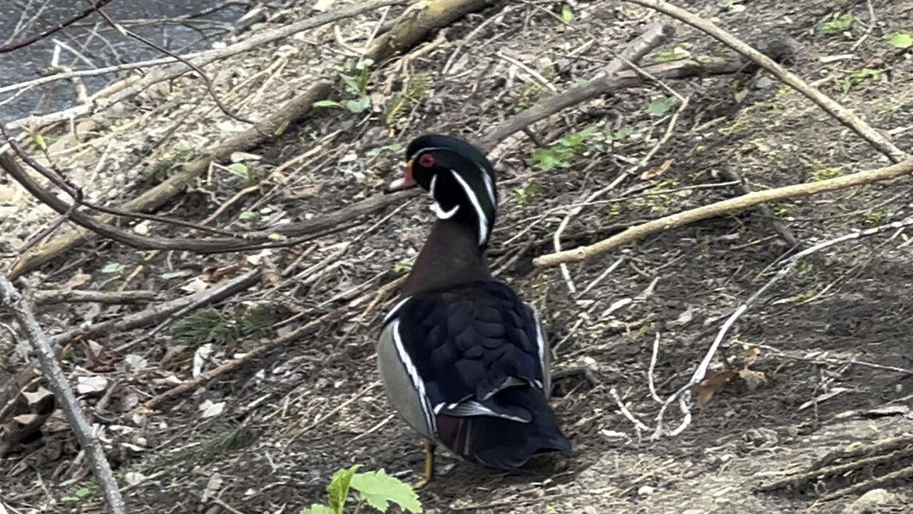 Wood Ducks male 2