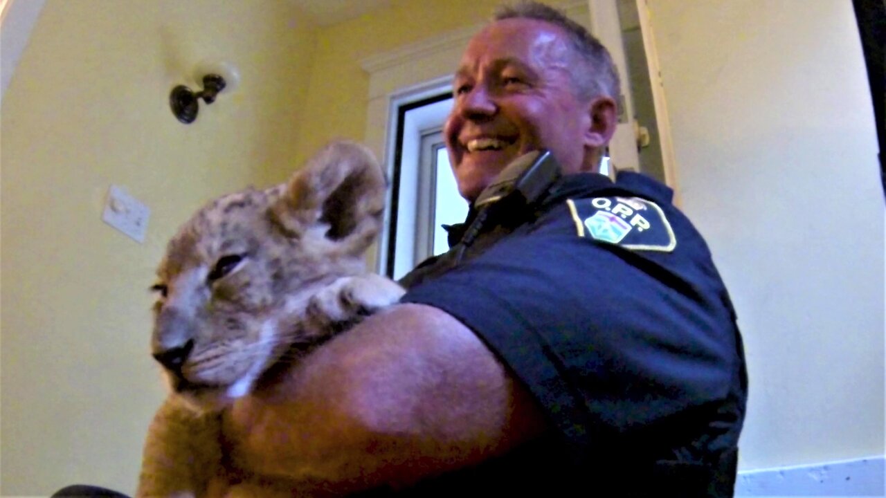 Police officer cuddles a lion cub on the best call of his career