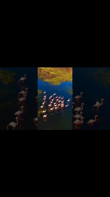 Nature is beautiful.. 🦩 #shorts