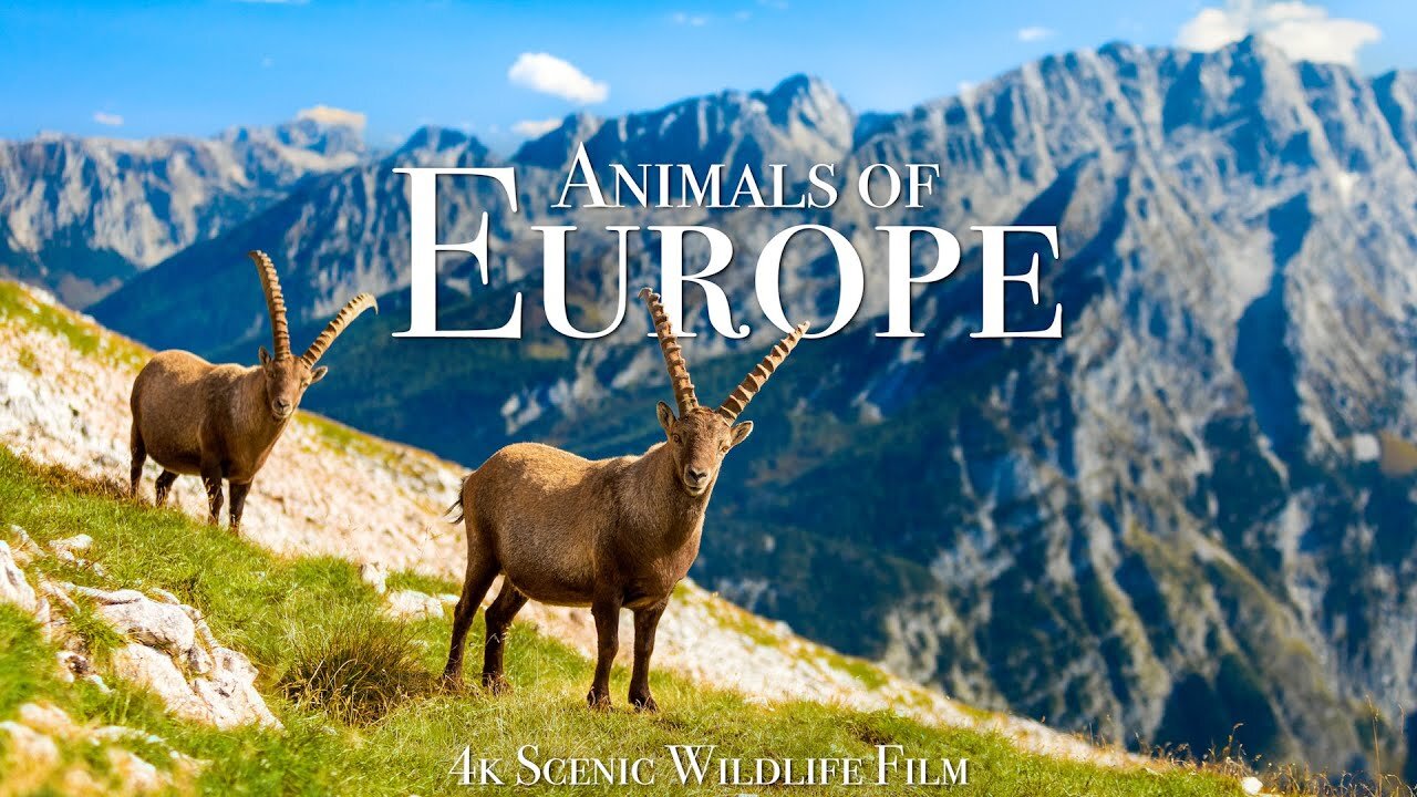 Animals of Europe 4K - Scenic Wildlife Film With Calming Music