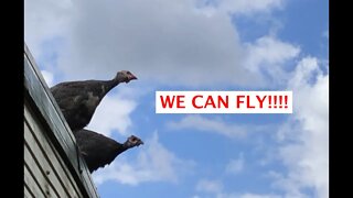 Guinea fowl keets on adventures! Exploring in long grass, learning to fly!