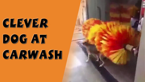 Smart Dog at Carwash | Clever Dog makes Use of an Opportunity