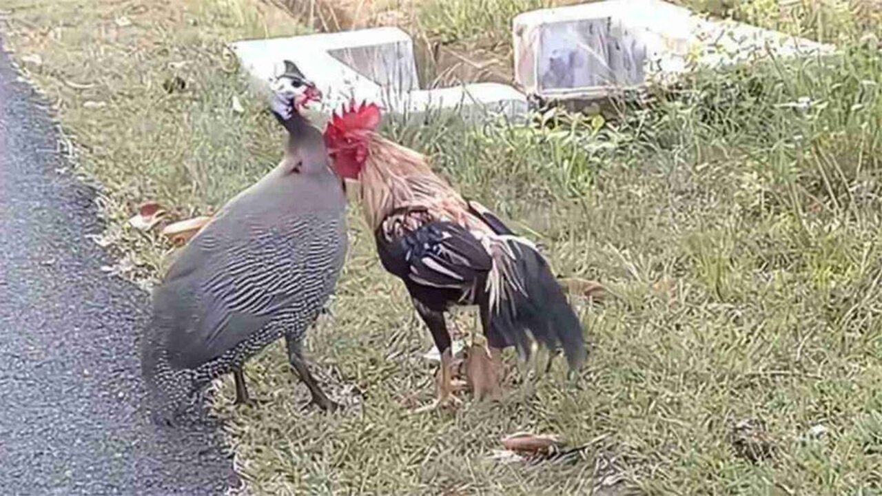 The rooster met the opponent and was pecked without resistance