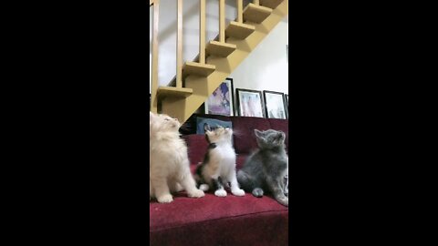 Dancing kittens 🥰