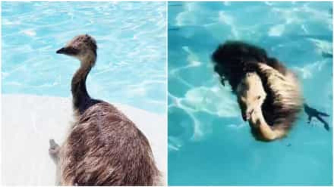 Un emù si diverte in piscina ma il cane pensa stia affogando!