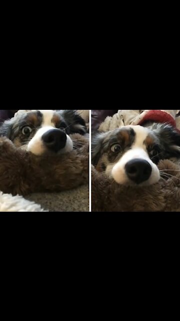 Dog biting soft rubbery bone