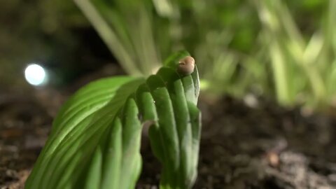 Beachfront B Roll Slug on a Leaf Free to Use HD Stock Video Footage