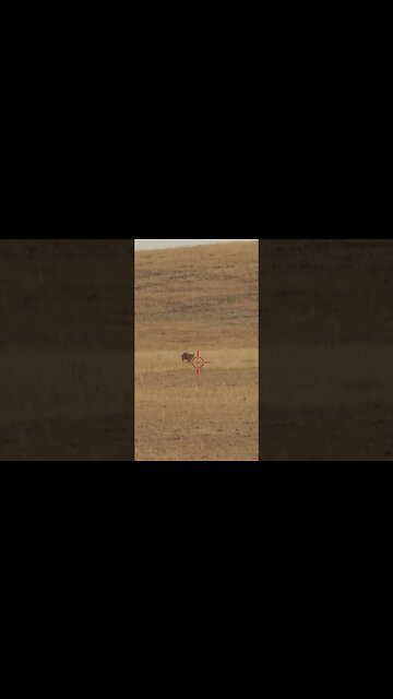 Hunting Coyotes #shorts #dog #animals #hunter #206